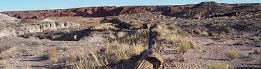 long logs in Rainbow Forest, Photo by Marge Post/NPS