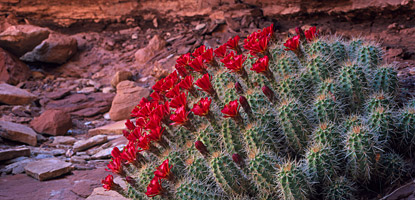 photo: Claret Cup Cactus
