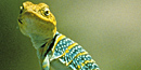 Collared Lizard