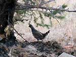 photo of a grouse on the forest floor