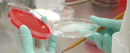 Image: Scientist holding microbe container.