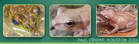 Barking Treefrog, Green Frog, Sonoran Green Toad