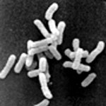 Shigella