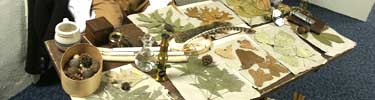 table with dried botanical specimens mounted on paper, basket with nuts and turkey feather