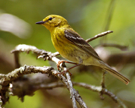 closeup of pine warbler on a branch; it's a dull yellow colored bird with brown wings