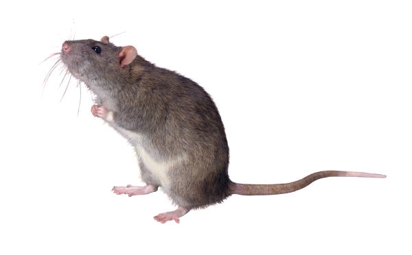 [Image: Rat]