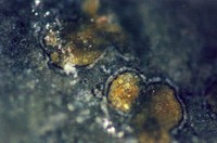 Martian Meteorite ALH84001 macro-view