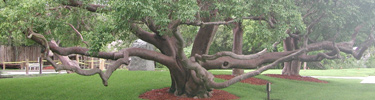 Gumbo Limbo Tree