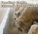 Ethanol Co-Product Use in U.S. Cattle Feeding