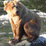 A grizzly bear below Brooks Falls in Katmai National Park and Preserve.