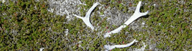 A naturally-shed caribou antler rests on the tundra.