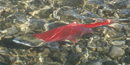 Red salmon, also known as sockeyes, spawn in lakes and small streams.