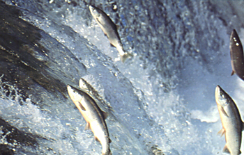 Photo of spawning fish