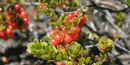 Ripe `ohelo berries ready to be eaten by nene.