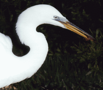 Photo of Common Egret