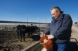 Animal scientist examines cattle feed containing wet distiller’s grains: Click here for full photo caption.