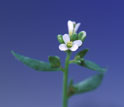 wild Arabidopsis thaliana flower