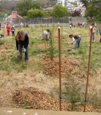 A photo of volunteers from Hamlin School planting trees.