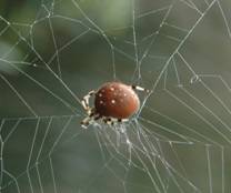 A photo of a Pumpkin Spider at Mountain Lake.