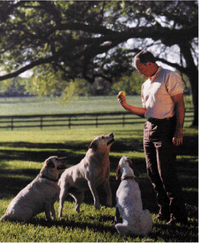 Man tossing ball to dogs.