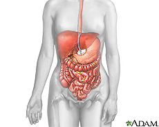 Ilustración del sistema digestivo