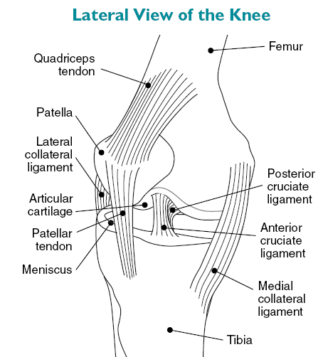 Lateral View of the Knee