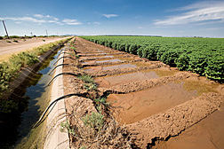 From canals that run along the fields, farmers use siphon hoses to deliver water to thirsty crops: Click here for photo caption.