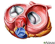 Ilustración de las válvulas del corazón