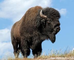 Save Yellowstone's historic bison