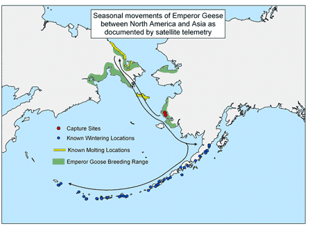 Seasonal movement of Emperor Geese between North America and Asia as documented by satellite telemetry