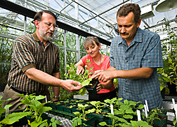 Plant pathologist and molecular biologist (right) point out virus symptoms on plants containing the CD14 gene to molecular biologist: Click here for full photo caption.