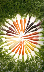 Colorful ARS-bred carrots: Click here for full photo caption.