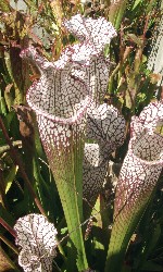 Sarracenia leucophylla