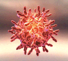 Illustration of the human rhinovirus.