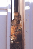 PANTEX WILDLIFE: Bobcats have moved onto NNSA’s Pantex site because it offers a safe location for their growing families.