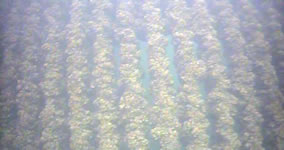 a photo of quagga mussels attached to a trash rack at Parker Dam