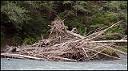 Hoh River Debris Dam