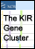 The KIR Gene Cluster