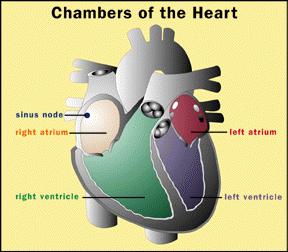 [illustration showing the chambers of the human heart]