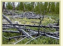 [Photograph]:  Weeds growing in an area of fallen trees.