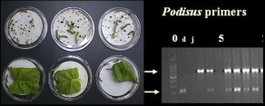 plantprimerpcr