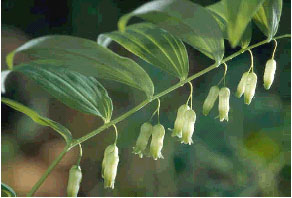 Solomon-seal, a wildflower that can tolerate a variety of soil and moisture conditions