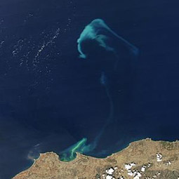 MODIS image of bloom in Mediterranean Sea off Algiers, August 13,
2003