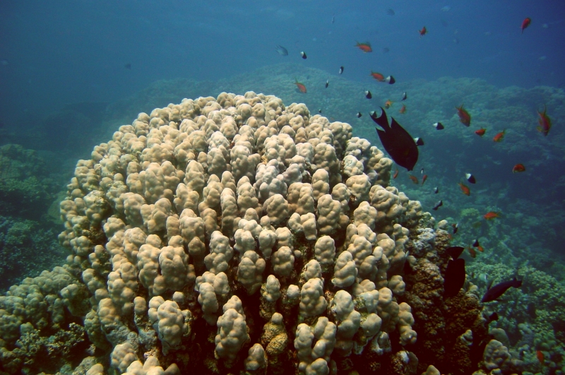 Picture of healthy coral head