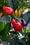 Ornamental Red and Blue Peppers - ARS Image D254-24 Stephen Ausmus