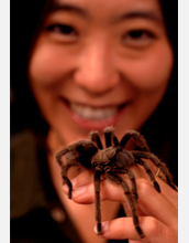 Photo of Cheryl Hayashi holding a spider.