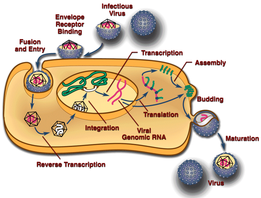 image of retroviral lifecycle from http://home.ncifcrf.gov/hivdrp/RCAS/replication.html