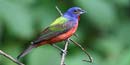 Male painted bunting, photographed by Roger Clark