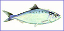 Sketch of a shiny, silvery, oval shaped fish with smallish fins