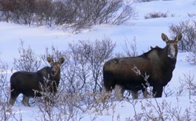 Two dark brown moose, one a cow the other a calf, standing in the snow looking back at the camera.